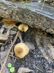 Inocybe