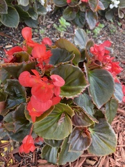 Begonia