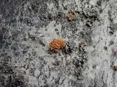 Xanthorioideae