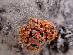 Xanthorioideae