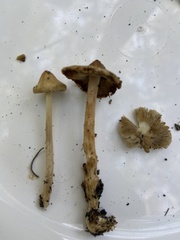 Inocybe