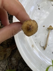 Inocybe