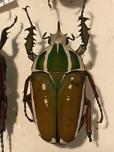 Mecynorrhinella poggei