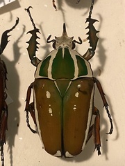 Mecynorhina