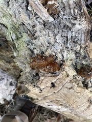 Phaeotremella