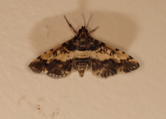 Nacoleia amphicedalis