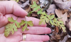 Crataegus marshallii
