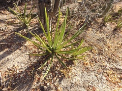 Agave datylio