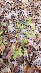 Crataegus marshallii