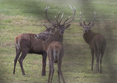 Cervus elaphus elaphus