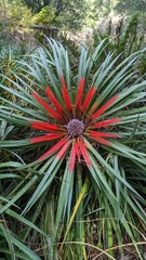 Fascicularia
