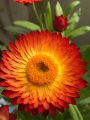 Xerochrysum bracteatum
