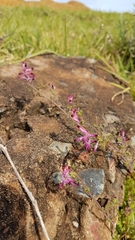 Fumaria muralis muralis