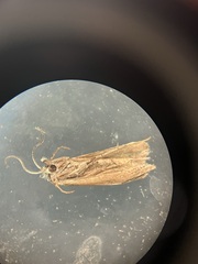 Tineola bisselliella