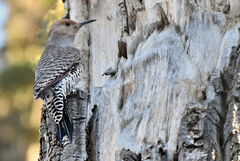 Colaptes auratus luteus × cafer