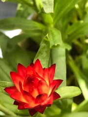 Xerochrysum bracteatum
