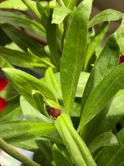Xerochrysum bracteatum