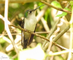 Pampa curvipennis excellens