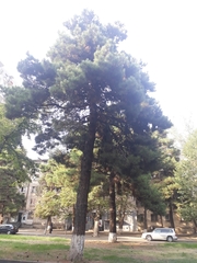 Pinus
