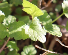 Lamium amplexicaule