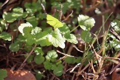 Lamium amplexicaule