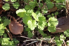 Lamium amplexicaule
