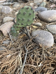 Opuntia gilvescens
