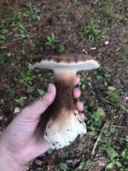 Tylopilus badiceps