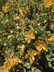 Senna arnottiana