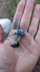 Hypomyces cervinigenus