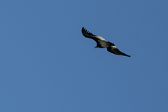 Trigonoceps occipitalis