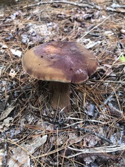 Tylopilus badiceps