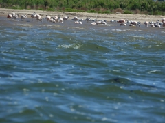 Phoenicopterus chilensis