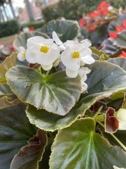 Begonia