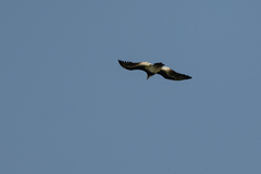 Trigonoceps occipitalis