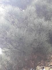 Pinus