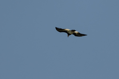 Trigonoceps occipitalis