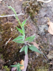 Hieracium laevigatum