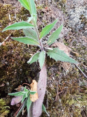 Hieracium laevigatum