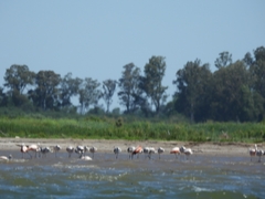 Phoenicopterus chilensis