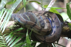 Simalia amethistina