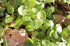 Veronica hederifolia