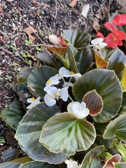Begonia