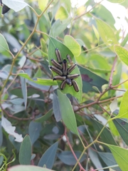 Paropsisterna cloelia