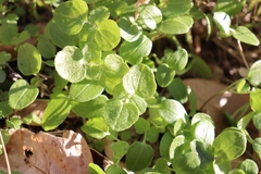Veronica hederifolia