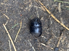 Dichotomius colonicus