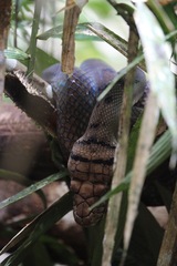 Simalia amethistina