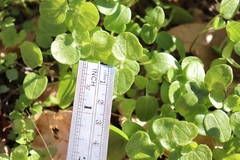 Veronica hederifolia