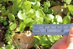 Veronica hederifolia