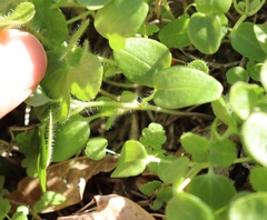 Veronica hederifolia